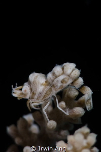 K Y P H O S I S
Humpback shrimp
Anilao, Philippines. Ma... by Irwin Ang 